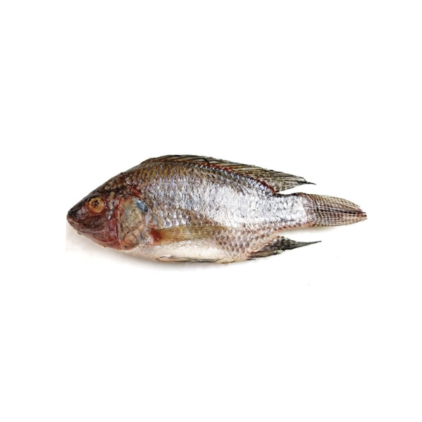 JONA Tilapia 300-600g