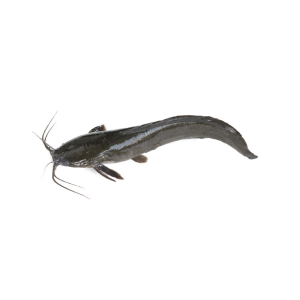Catfish gutted 400-600G /Kg