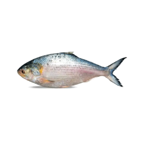 Hilsa whole round 1000-1200g