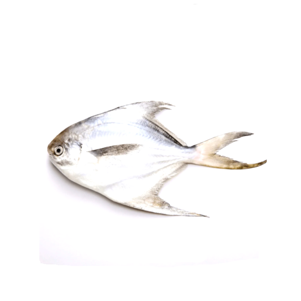 Silver pomfret/Rupchanda 1Kg