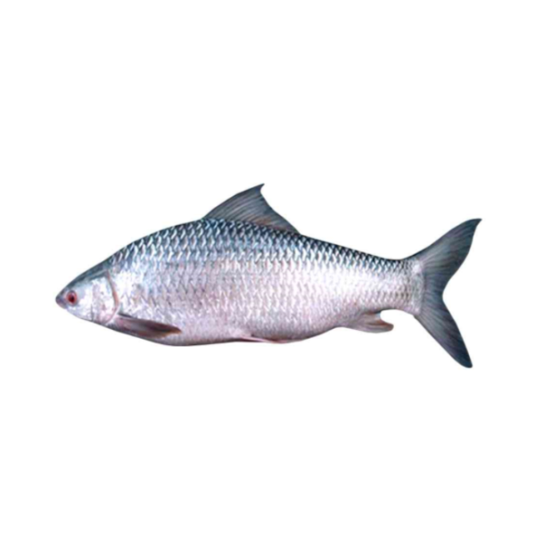 Mrigal Gutted 3 kg++