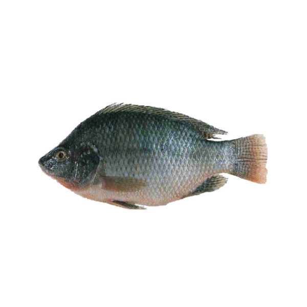 Big Whole Tilapia +-2Kg